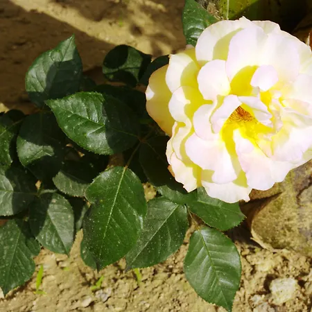 Tsambika Sun Ξενοδοχείο Αρχάγγελος